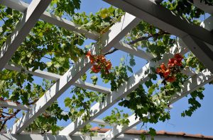 What You Need to Know About Pergolas